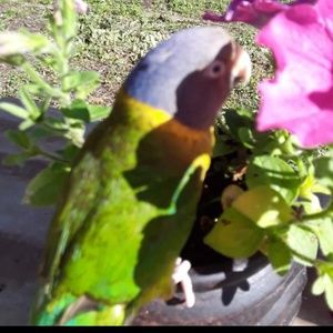 Meet your Posher, Natalie